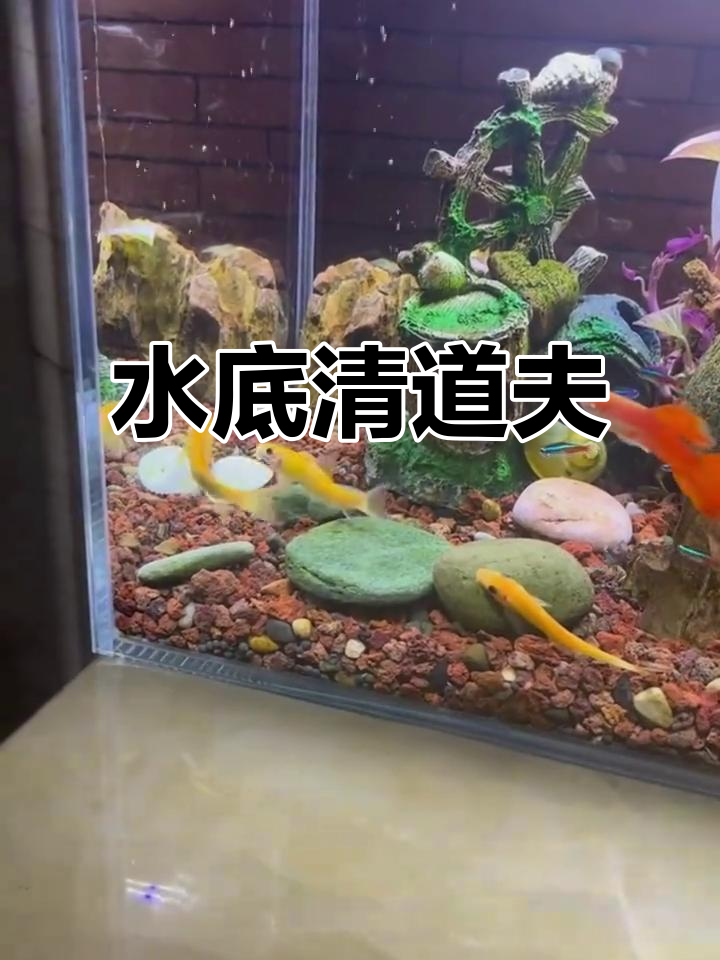 金苔鼠鱼,水族箱的清洁小助手,让鱼儿生活更清爽!