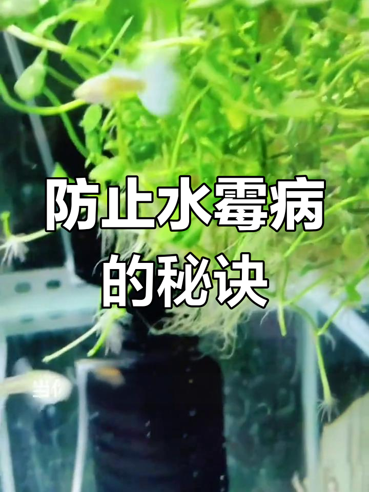 水霉病如何防治?孔雀鱼身上长毛的原因分析