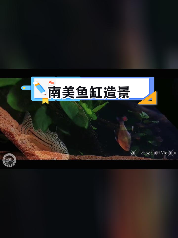 我的南美热带鱼缸,打造完美生态