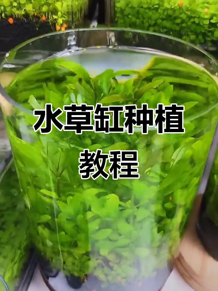 圆柱缸水草种植全攻略,打造生态鱼缸