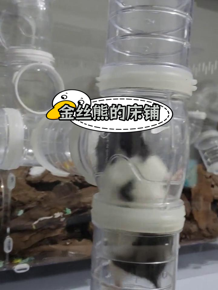 奶牛金丝熊用纸铺床,准备睡觉