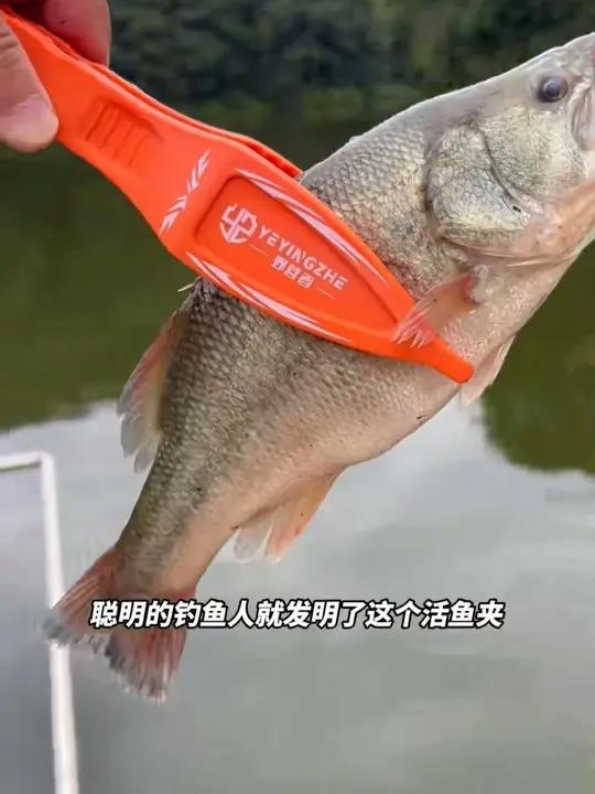 野营者路亚夹鱼专用钳子不伤鱼抓鱼器钓鱼夹控鱼器便携防滑抓鱼夹