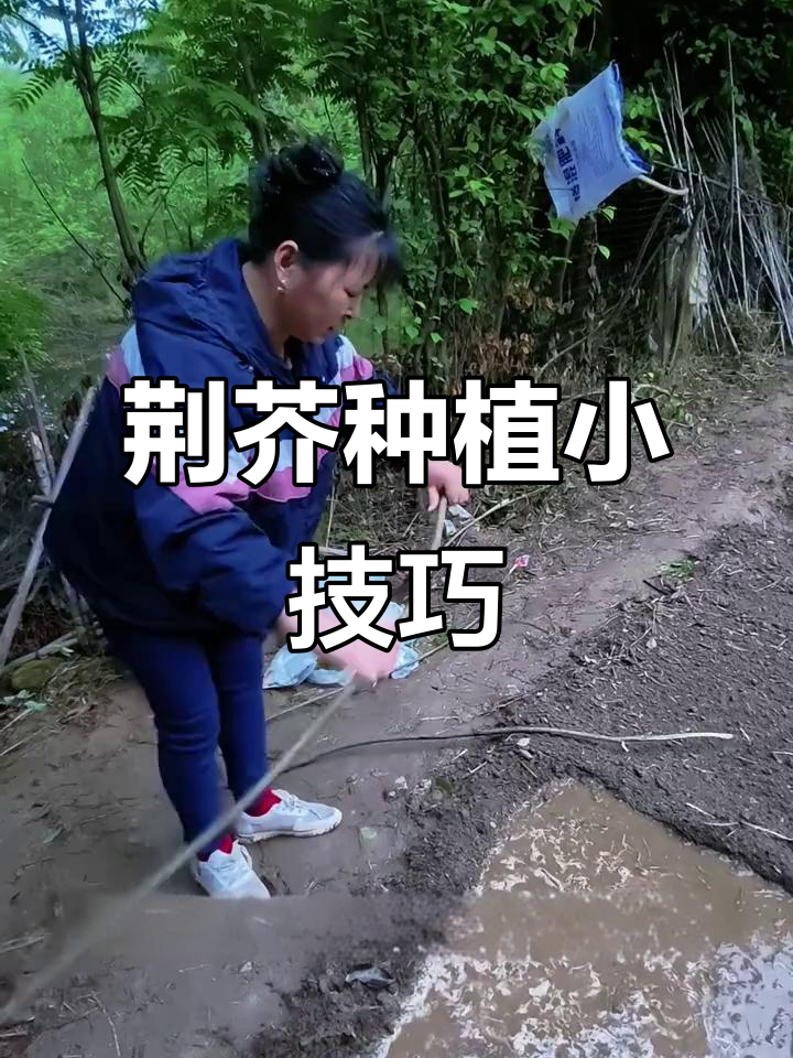河南荆芥种植技巧大揭秘，轻松学会这些小窍门