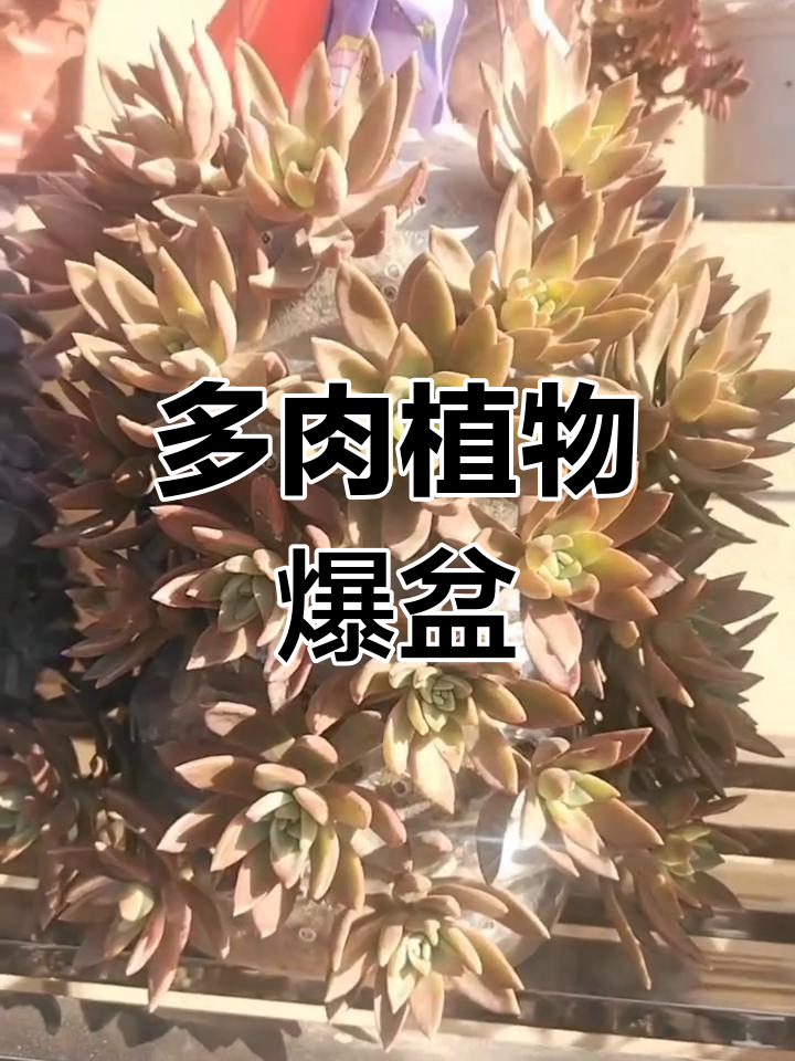 芭比娃娃多肉爆盆,生活充满乐趣