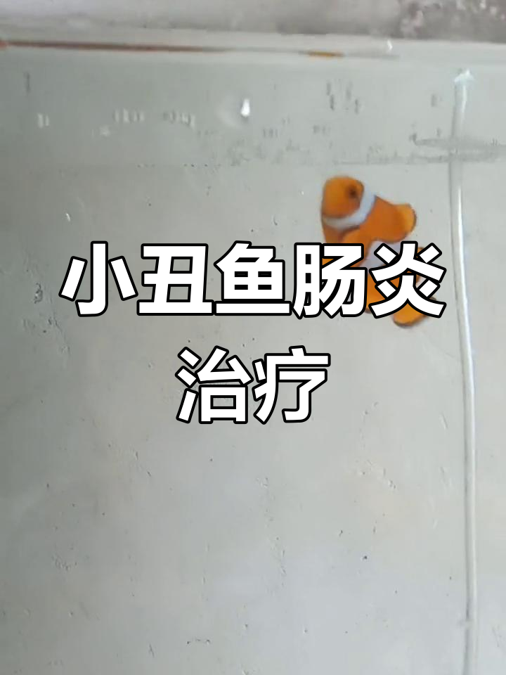 小丑鱼肠炎,停食后加土霉素治疗,2-3天可缓解
