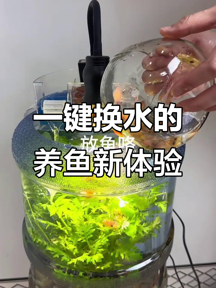 矿泉水桶变鱼缸,一键换水超方便!