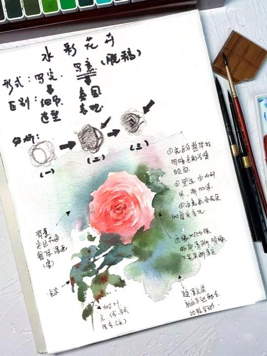 水彩月季怎么画?零基础小白简单易懂教程