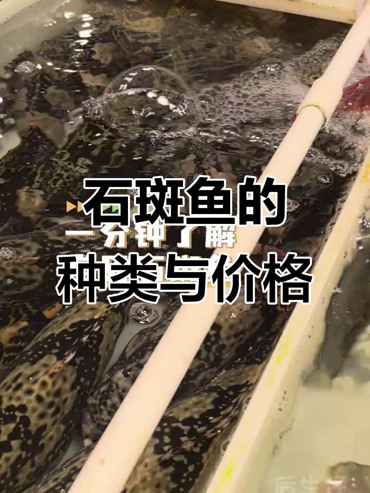 常见石斑鱼品种大揭秘,价格差异竟然这么大!