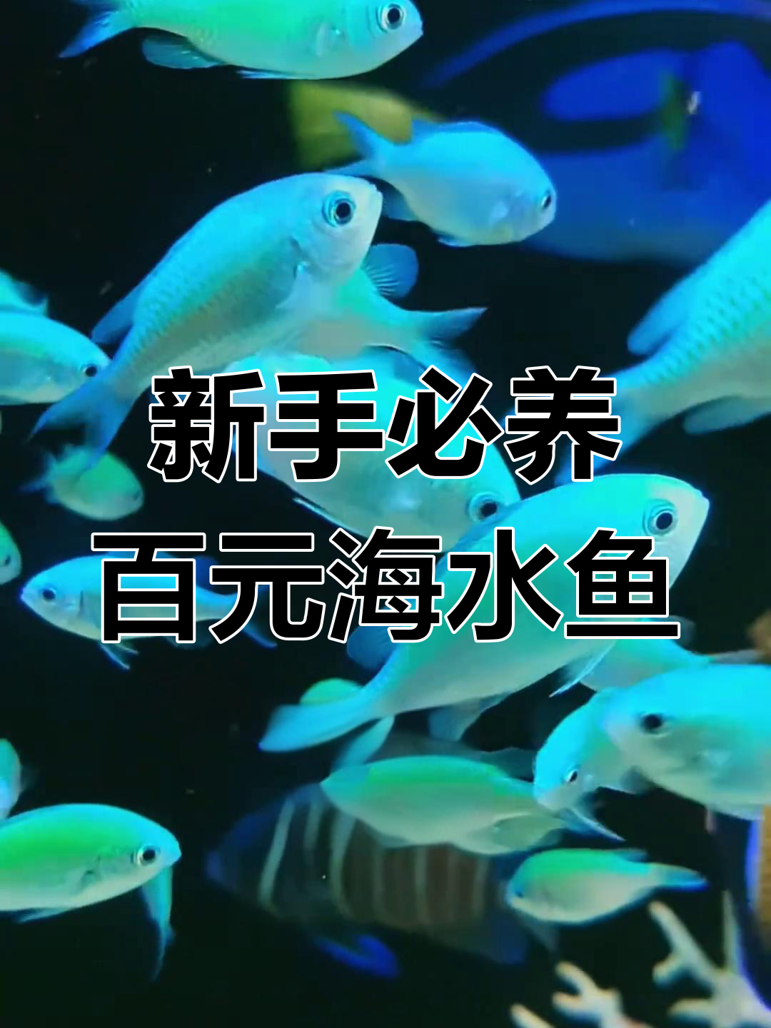八种百元海水鱼推荐,适合新手入门养殖