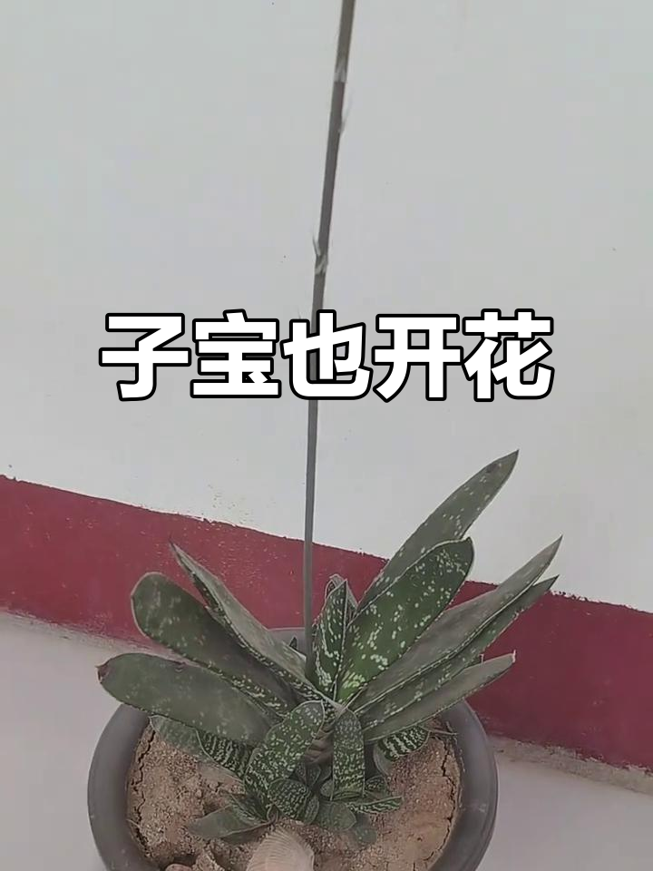 子宝开花惊艳,竟然这么美!