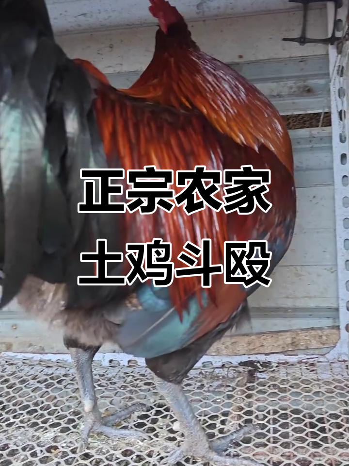 农家散养土鸡,血毛公鸡打架激烈