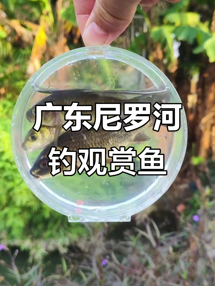 广东尼罗河免费钓鱼,观赏鱼种类繁多