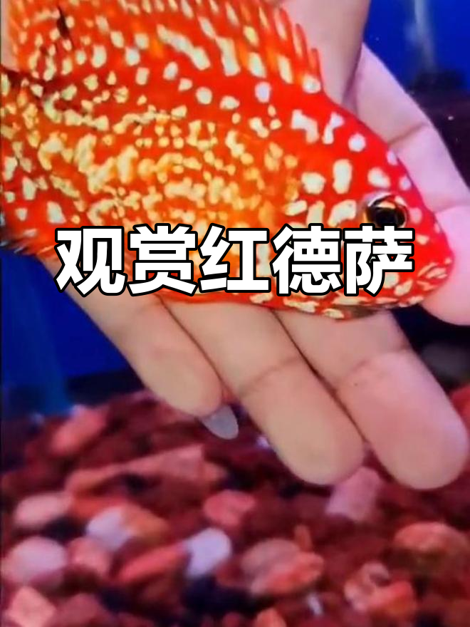 红德萨的美丽魅力