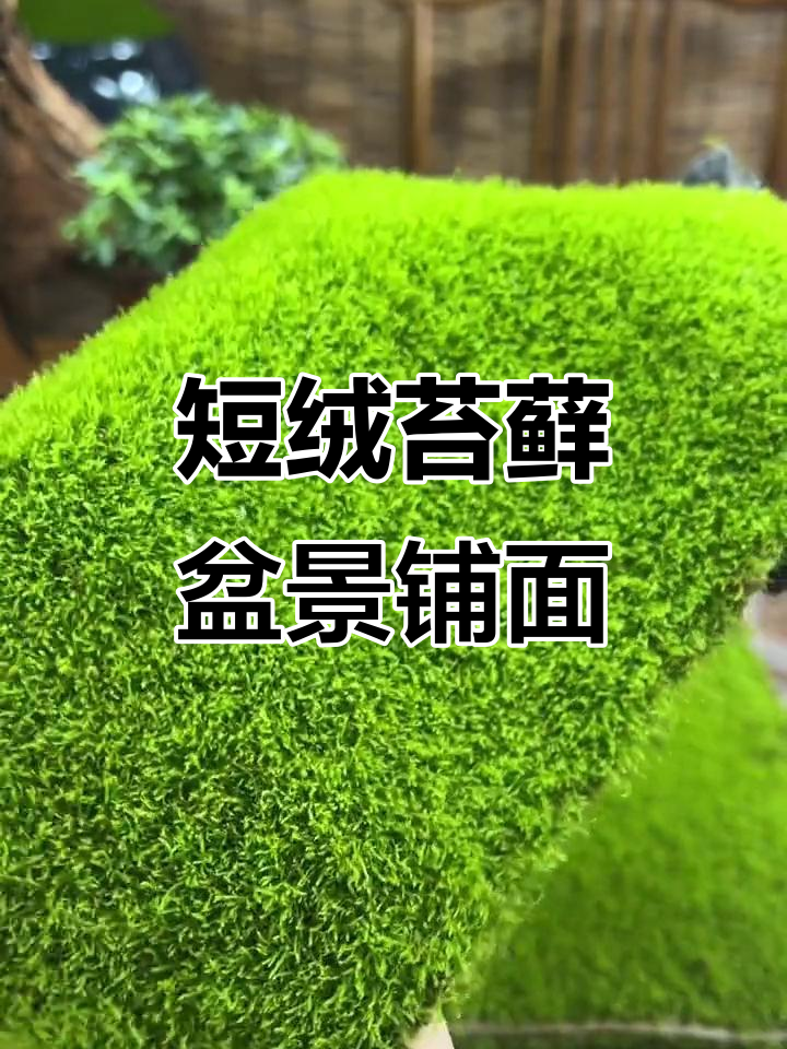 短绒苔藓铺面技巧，古法鱼缸吸水石养护全攻略