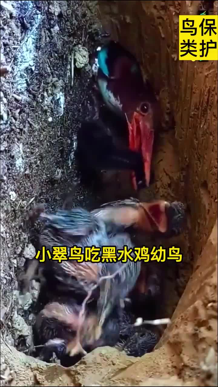 小翠鸟吃黑水鸡幼鸟