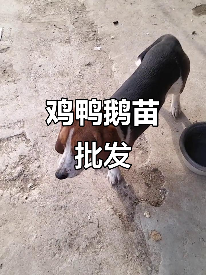 天明孵化场:常年供应鸡鸭鹅苗,品质保障