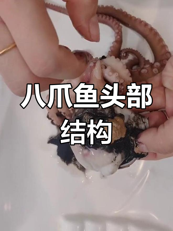 八爪鱼头内构造揭秘