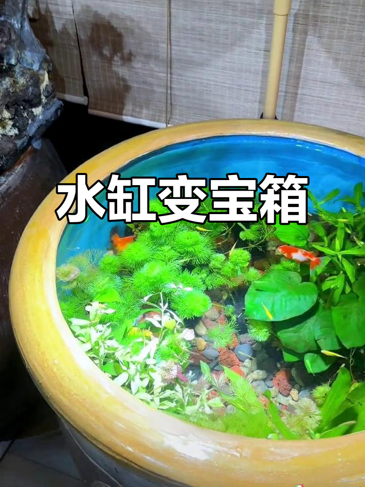 用废弃水缸养鱼,效果惊人!堪比万元高档鱼缸