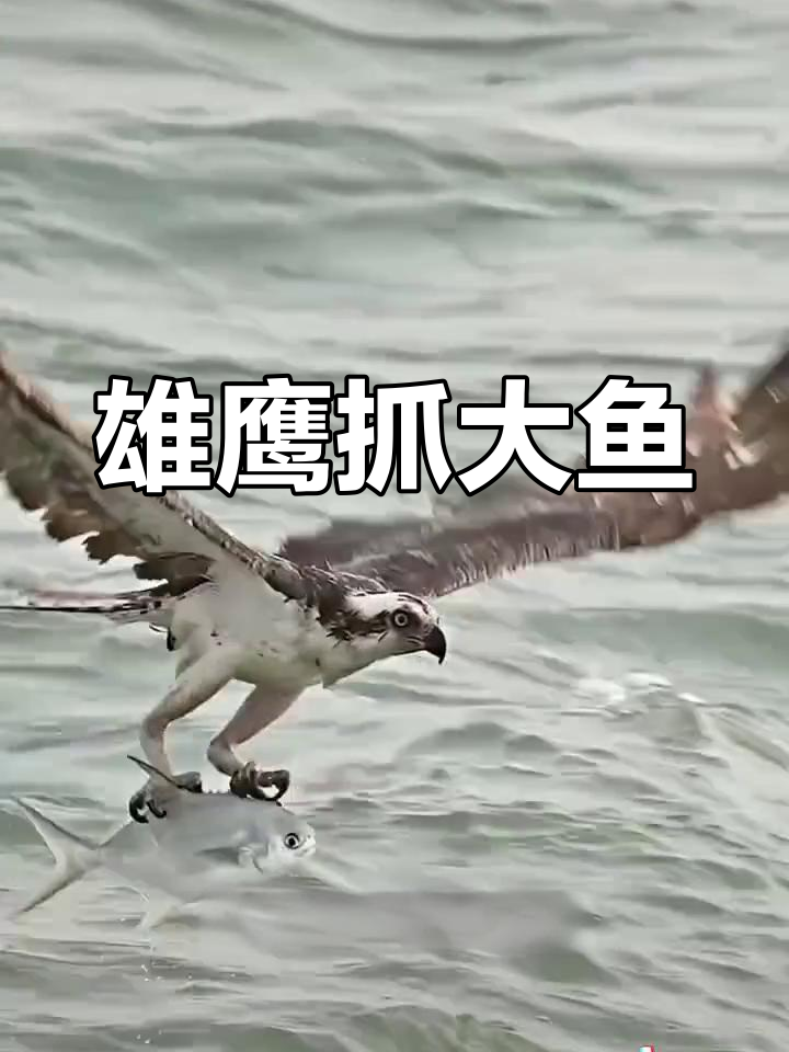 老鹰捕鱼高空飞翔