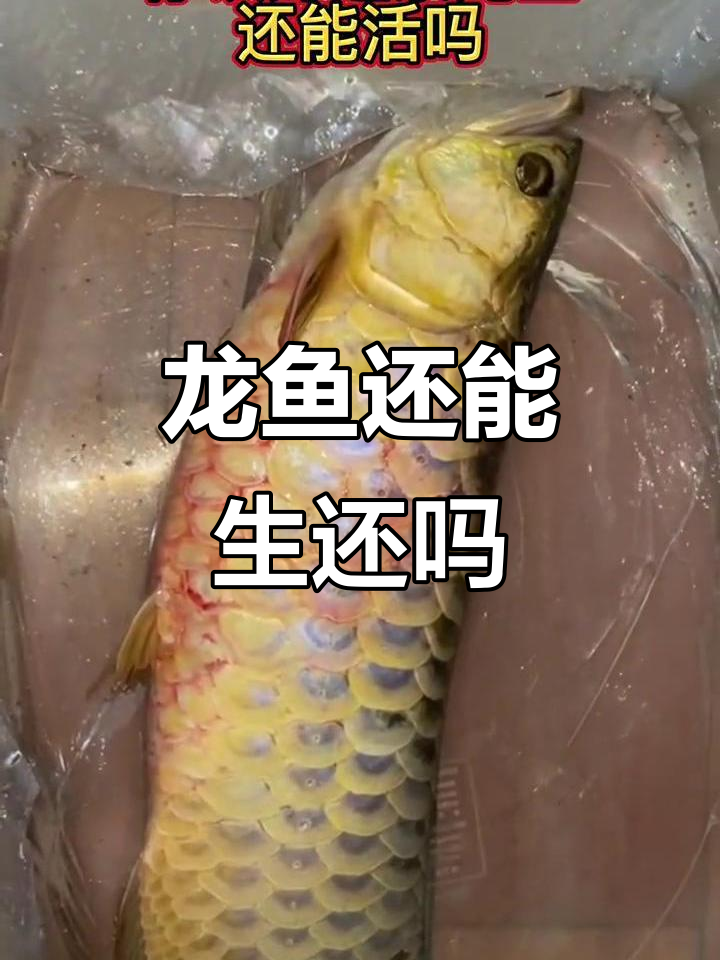 龙鱼翻肚、炸鳞,充血症状能救活吗?