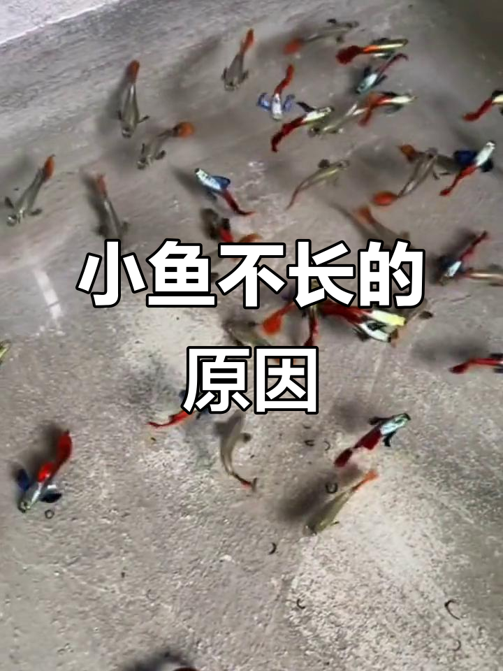 孔雀鱼苗长不大?这三大原因你得知道