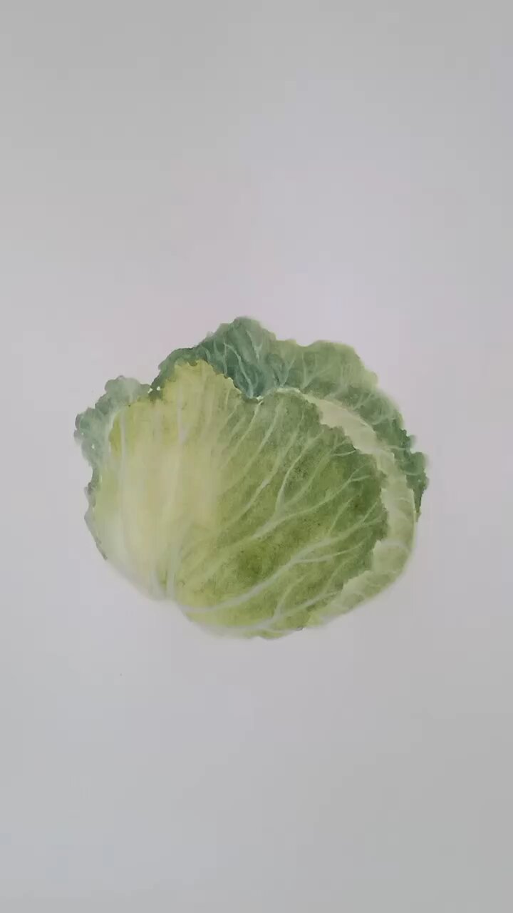 卷心菜(甘蓝)的画法