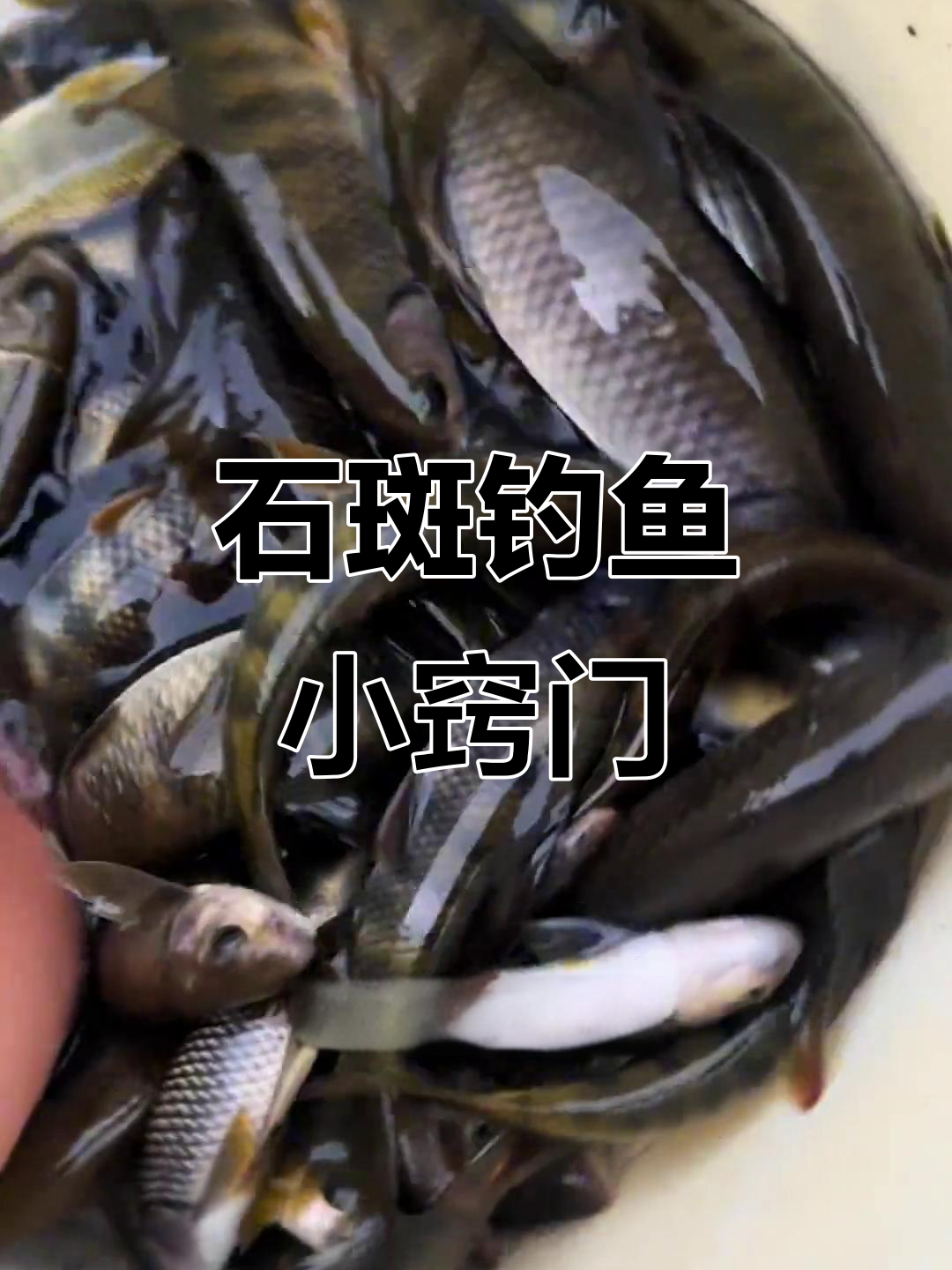 溪流钓石斑鱼，选对位置和技巧轻松捕捉