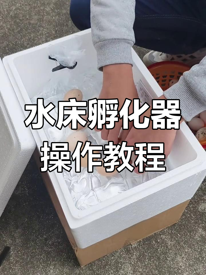 水床孵化箱使用指南,轻松孵小鸡鸭鹅鹌鹑蛋