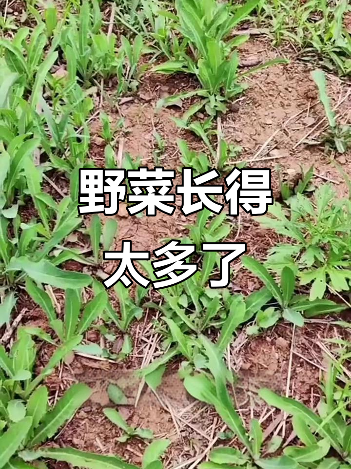 纯野生曲麻菜,根子疯长吃不完!