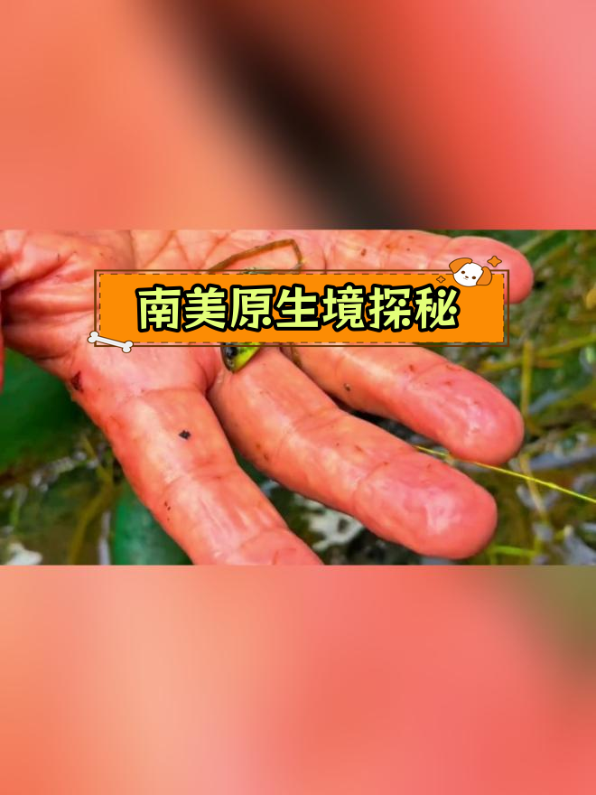 南美渔民灯鱼野采实拍