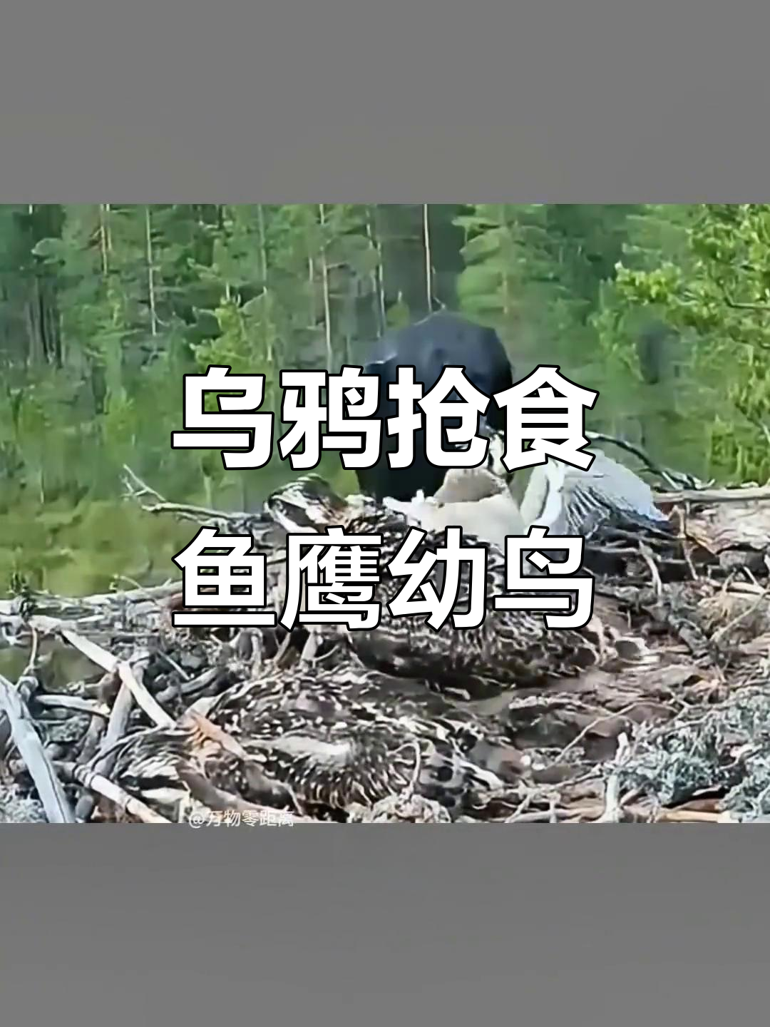乌鸦偷袭鱼鹰幼鸟,只为一条鱼尾巴!