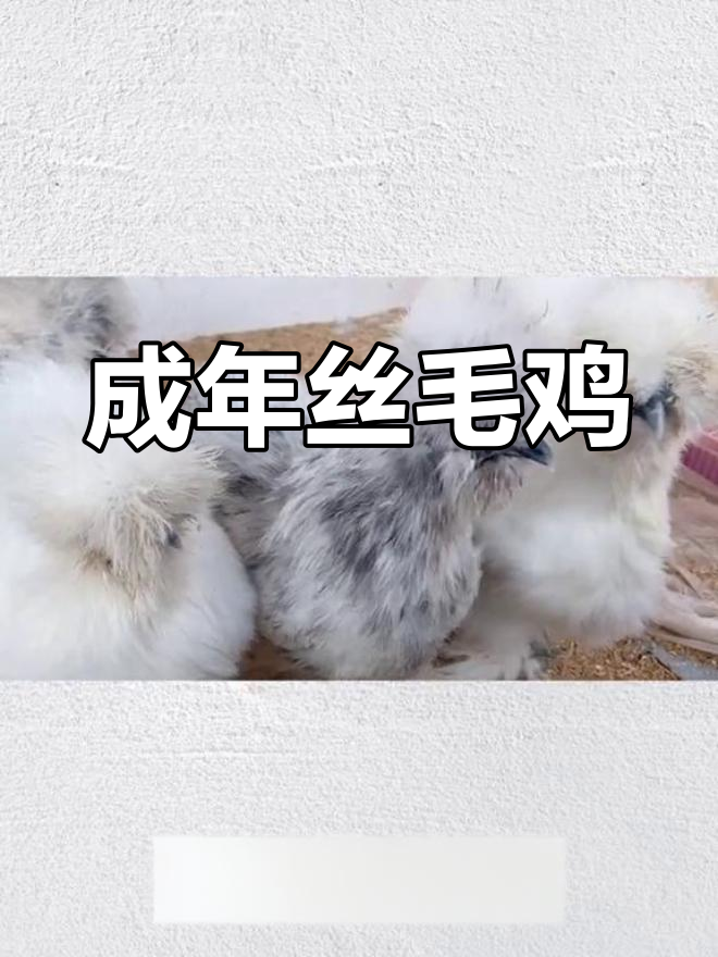 成年丝毛鸡的美丽模样