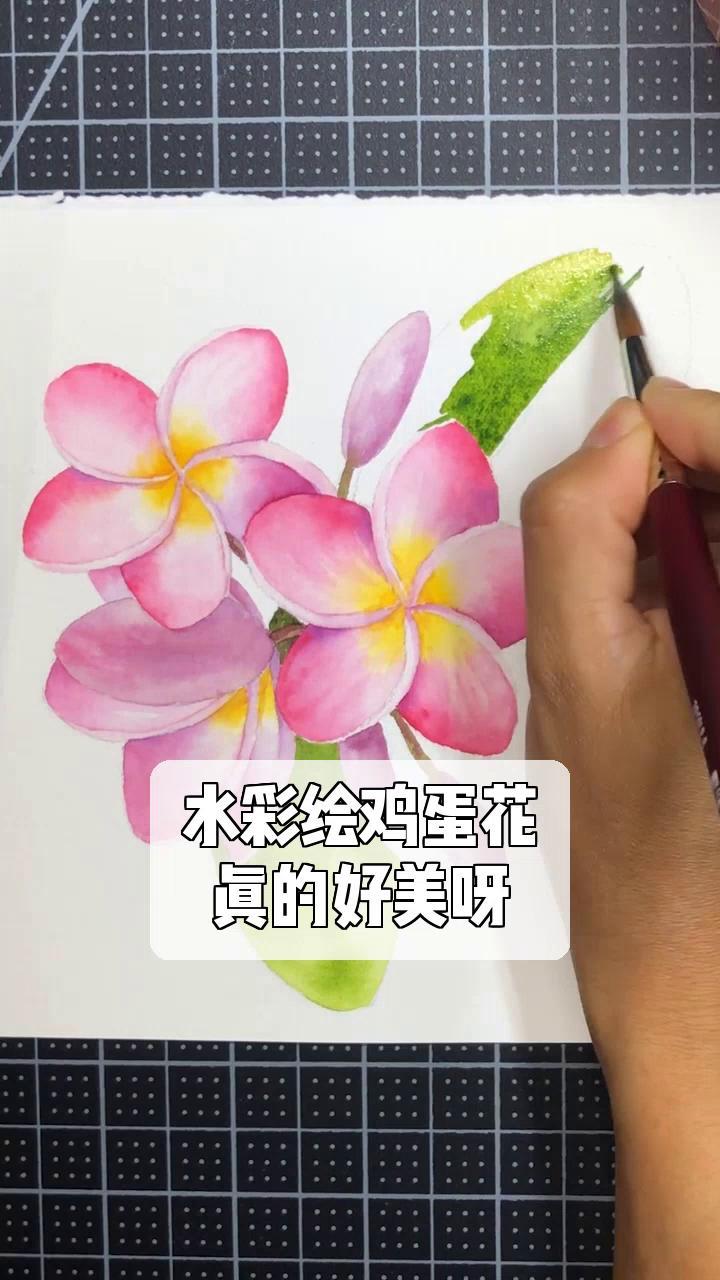水彩绘鸡蛋花,真的好美呀