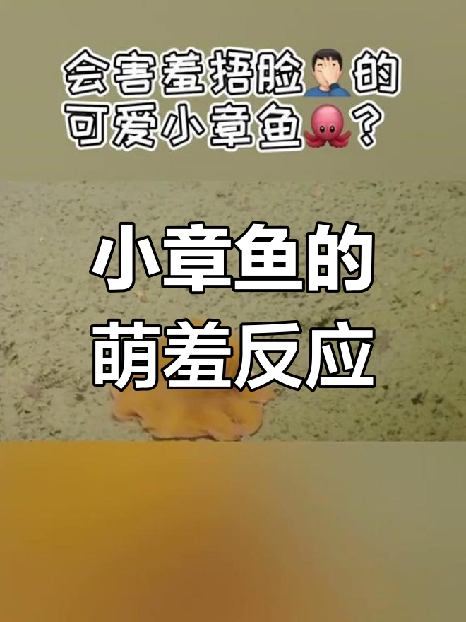 害羞小章鱼,遇到惊吓会捂脸拜拜