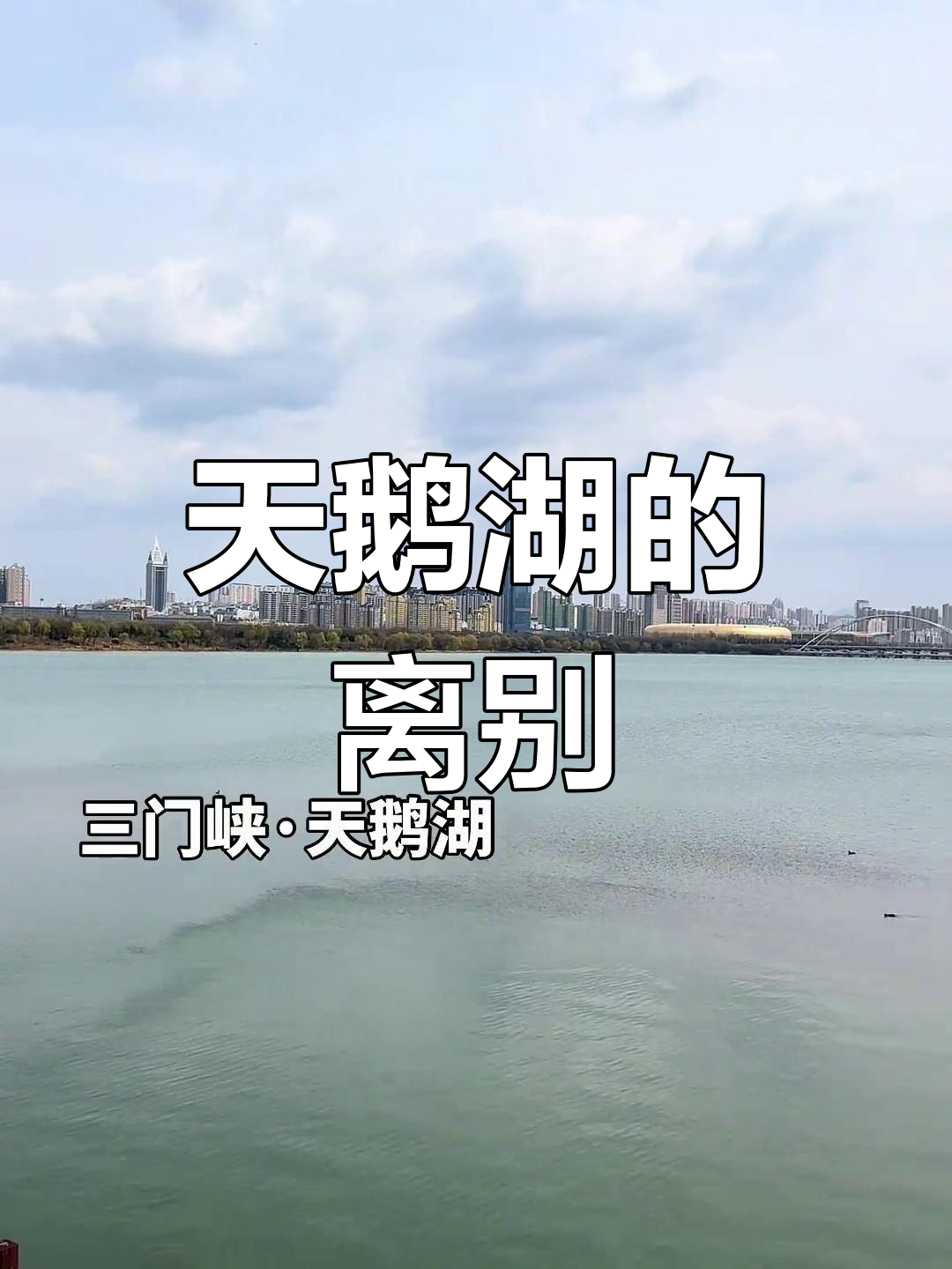 3月15日,三门峡天鹅湖迁徙季落幕告别