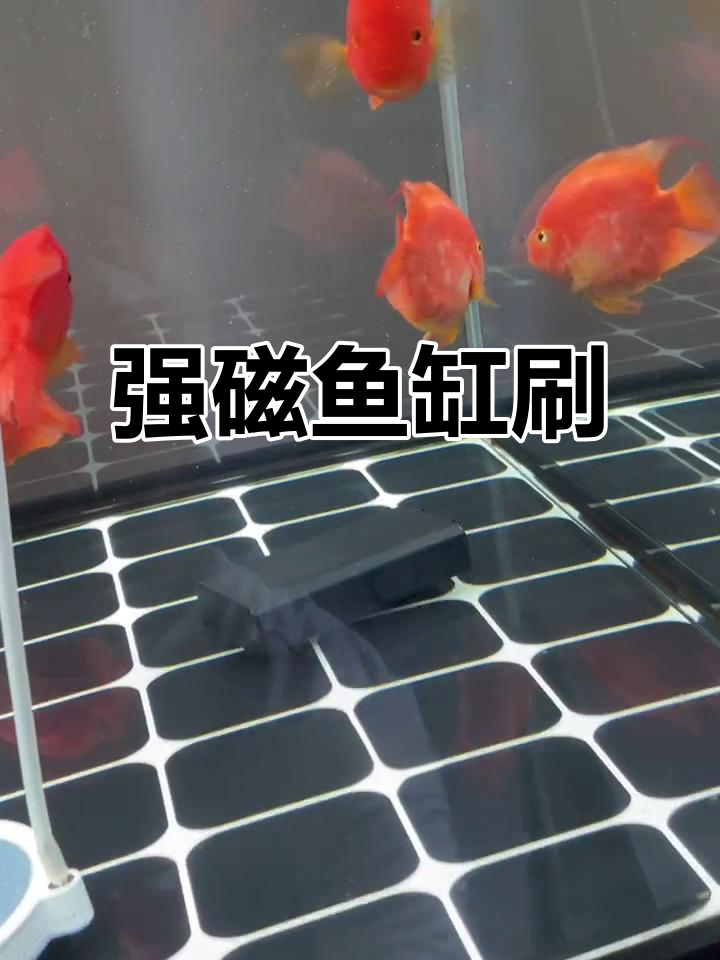 强力磁力鱼缸刷,轻松清洁每个角落