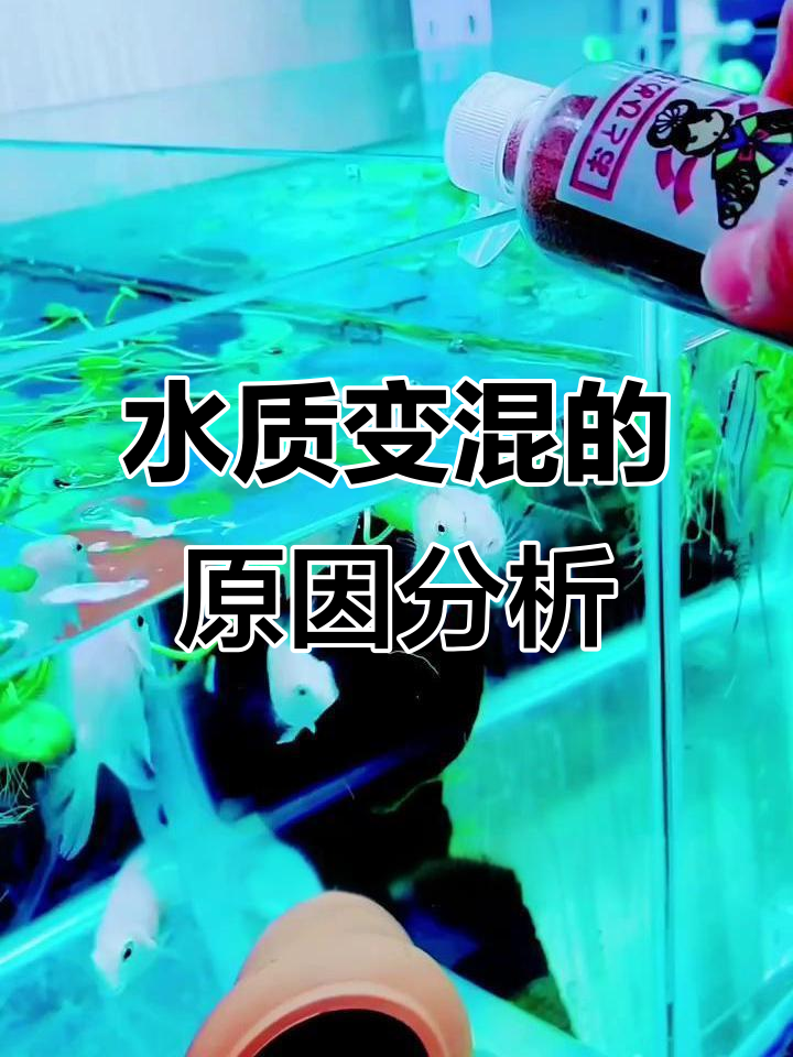 鱼缸水质浑浊的三大原因及解决方法