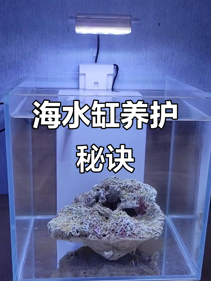 小鱼缸养海水生物，一周后状态不佳？原因揭秘！