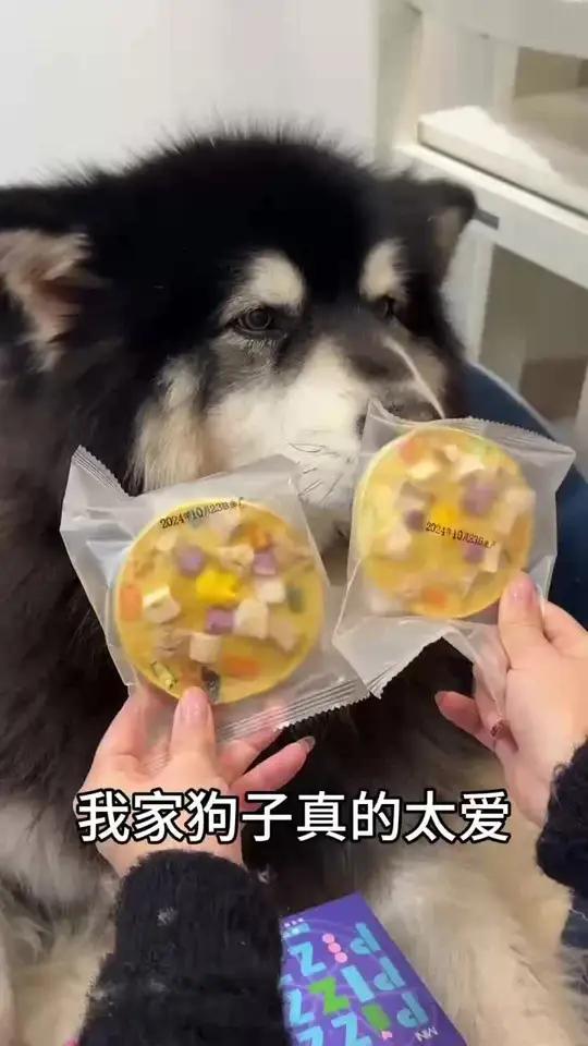 是谁家的小狗还没有小狗披萨吃呀!