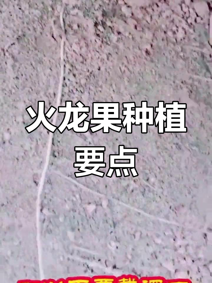 火龙果温室种植技巧:从选地到扦插全流程解析