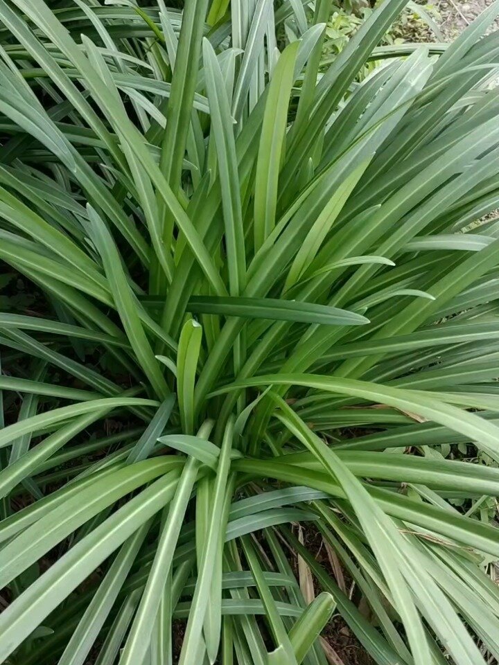 大叶野韭菜种植高峰期 阳台盆栽好种