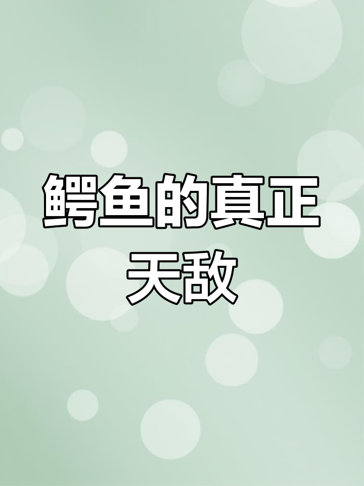 鳄鱼的天敌竟是美洲豹?揭秘凯门鳄的致命弱点