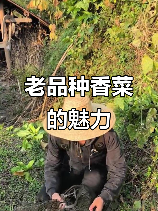 土香菜为何消失?老品种的香气直冲天灵盖