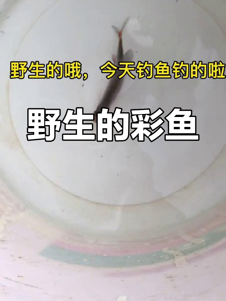 童年抓过的彩色鱼,你还记得吗?