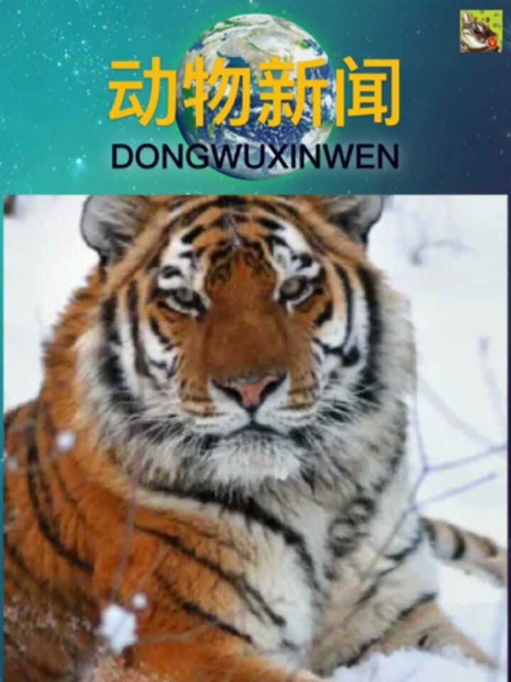 黑龙江密山发现野生东北虎足迹