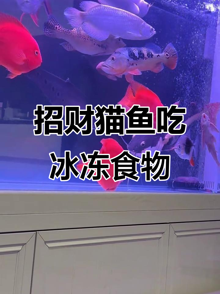 招财猫鱼吃冰冻小苍鱼的搞笑瞬间，竟然吐出来了！