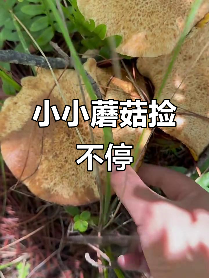 松树下的菌子大丰收,小心别踩到!