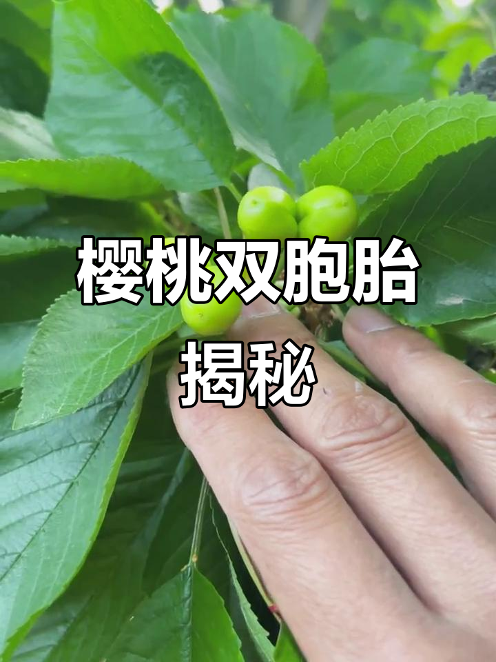 大樱桃双胞胎频现,红灯美早明显,其他品种较少见