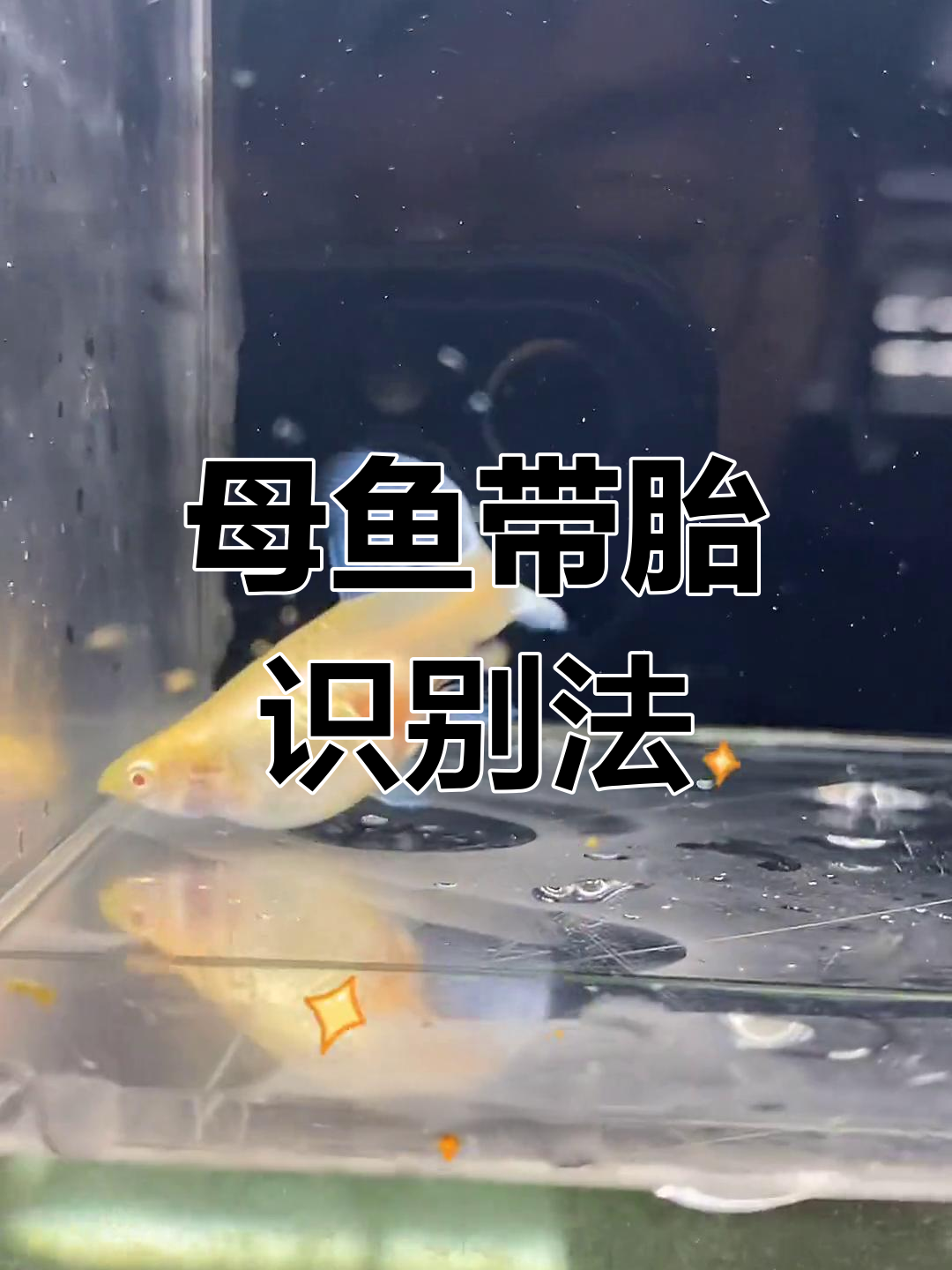 如何判断孔雀鱼是否怀孕,看肚子和眼睛