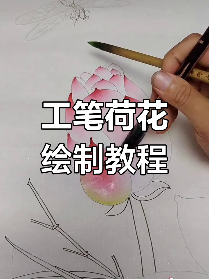 荷花工笔画技巧:从分染到勾经脉,轻松画出含苞欲放的荷花